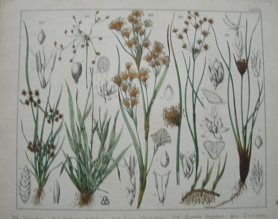 antique print (prent). - IJzerbies, behaarde veldbies, bruin cypergras, zwarte knopbies, Galigaan.