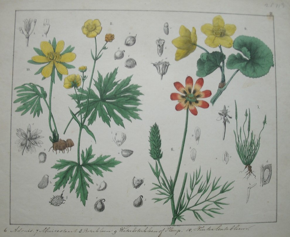 antique print (prent). - Adonis, muizestaart, boterbloem, waterboterbloem.