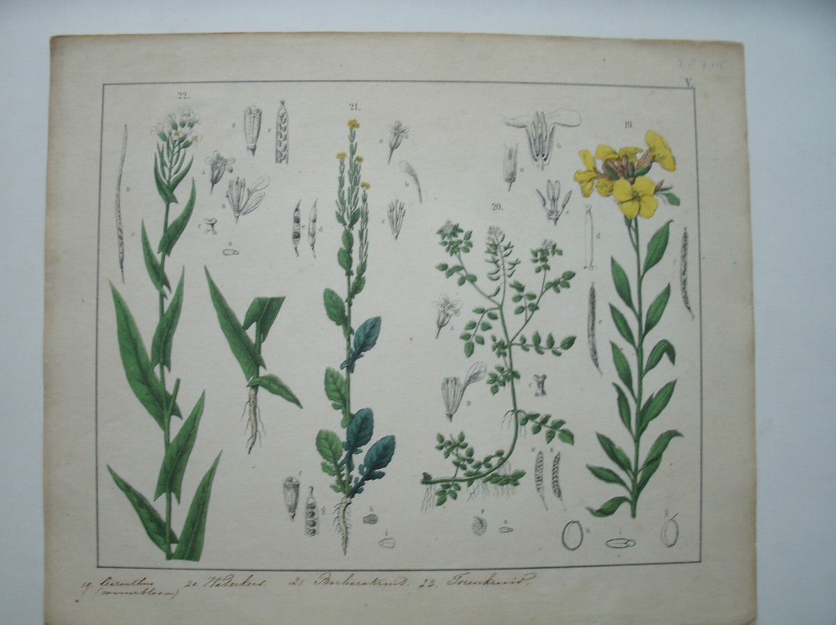 antique print (prent). - Muurbloem, waterkers, barbarakruid, torenkruid.
