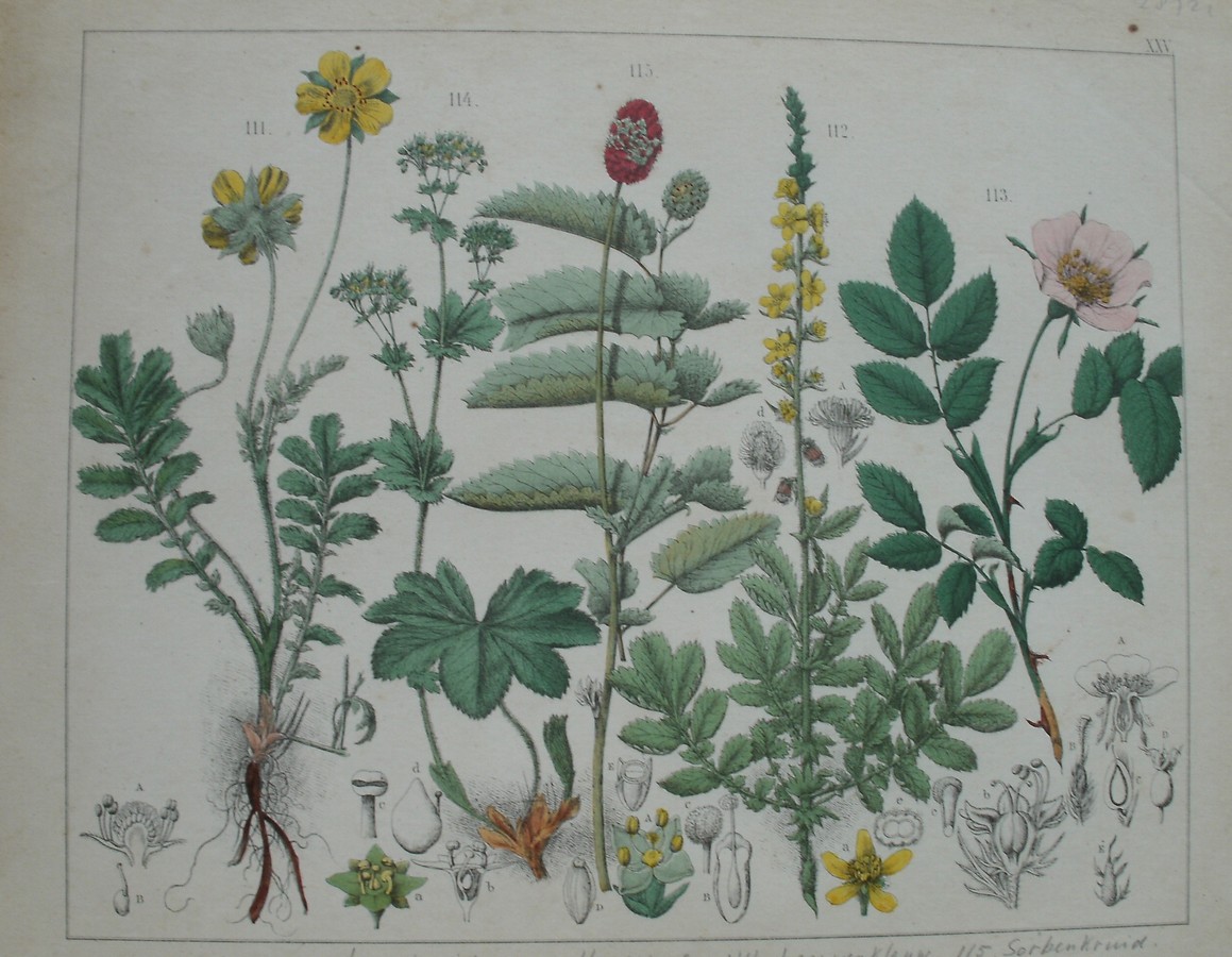 antique print (prent). - Zilverschoon, leverkruid, hondsroos, leeuwenklauw, sorbenkruid.