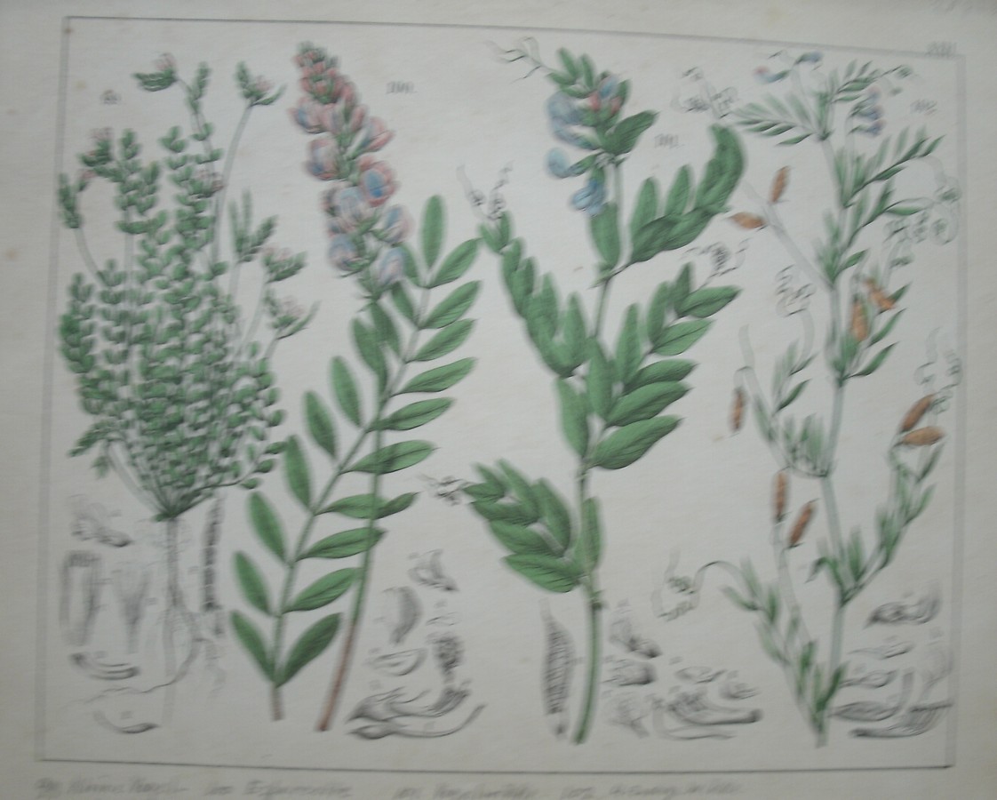 antique print (prent). - Kleine vogelpootje, hanekammetje, vogelwikke, vier zadige wikke.