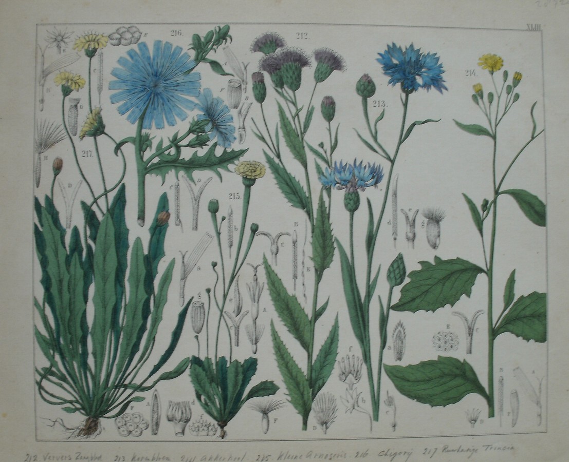 antique print (prent). - Ververs zaagblad, korenbloem, akkekool, kleine arnoseris, chigorij, trincia.