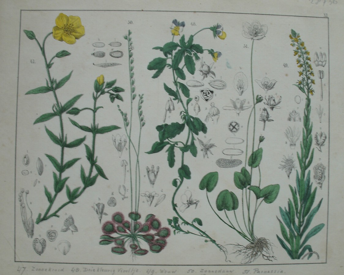 antique print (prent). - Zonnekruid, driekleurig viooltje, wouw, zonnedauw, parnassia.