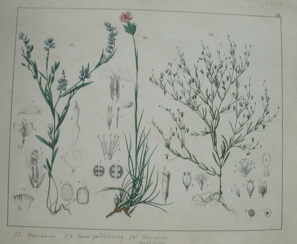 antique print (prent). - Kruisbloem, muur gaffelsteng, anjelier.