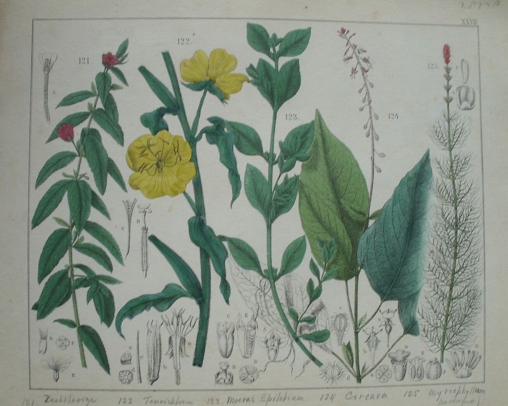 antique print (prent). - Zachtharige bastaardwederik, teunisbloem, moeras epilobium, circaea, mythiophyllum.