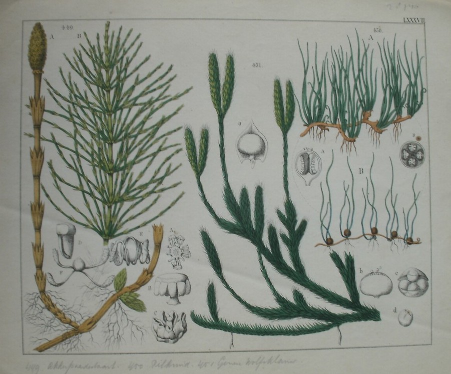 antique print (prent). - Akkerpaardestaart, pilkruid, gemene wolfsklauw.