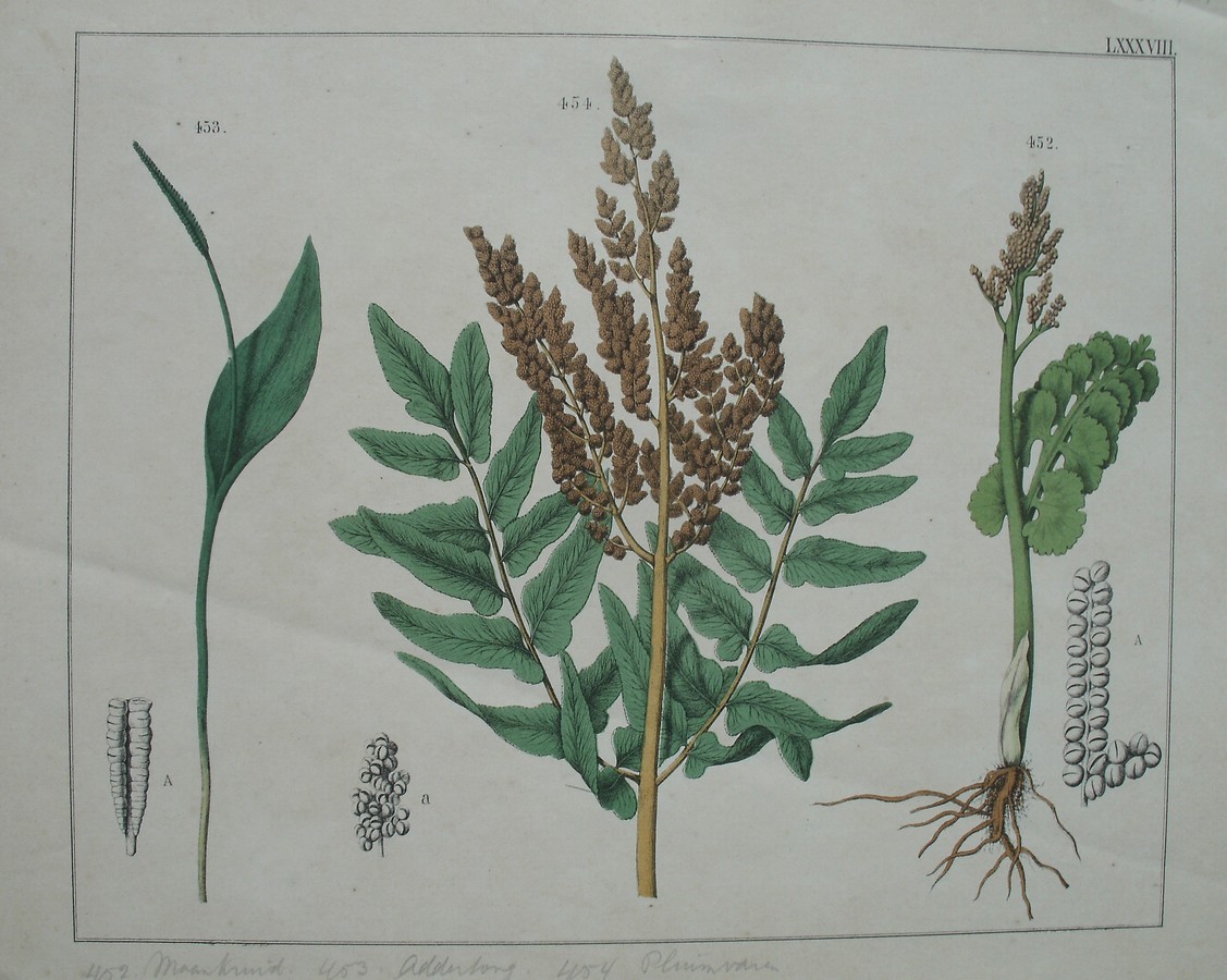 antique print (prent). - Maankruid, addertong, pluimvaren.