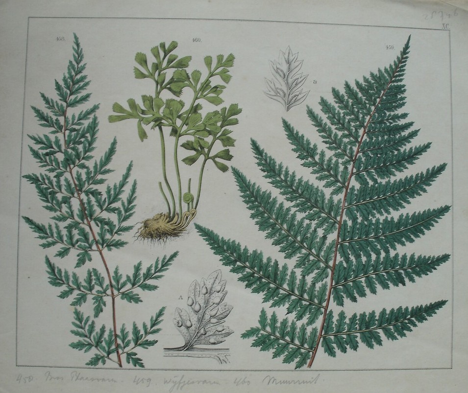 antique print (prent). - Blaasvaren, wijfjesvaren, muurruit.