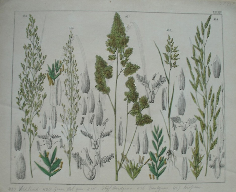 antique print (prent). - Veldbeemd, gemeen vlotgras, stijf hardgras, bentgras, kropgras.