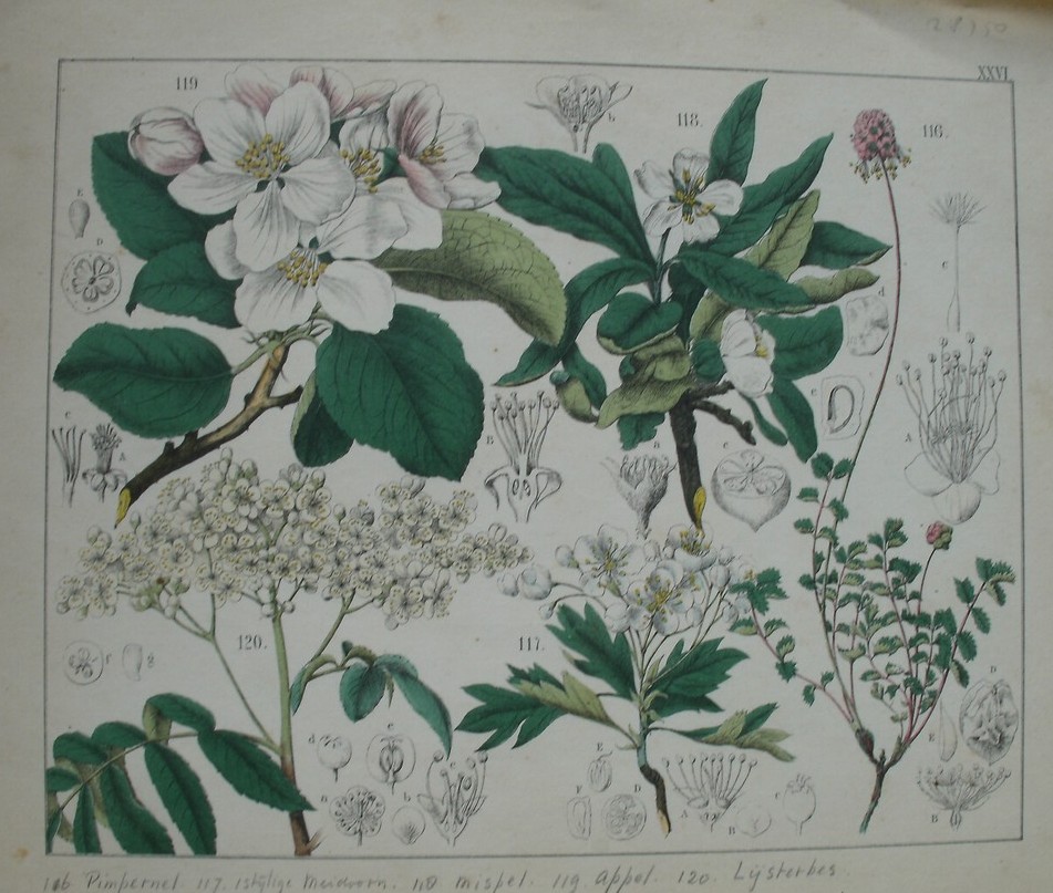 antique print (prent). - Pimpernel, meidoorn, mispel, appel, lijsterbes.