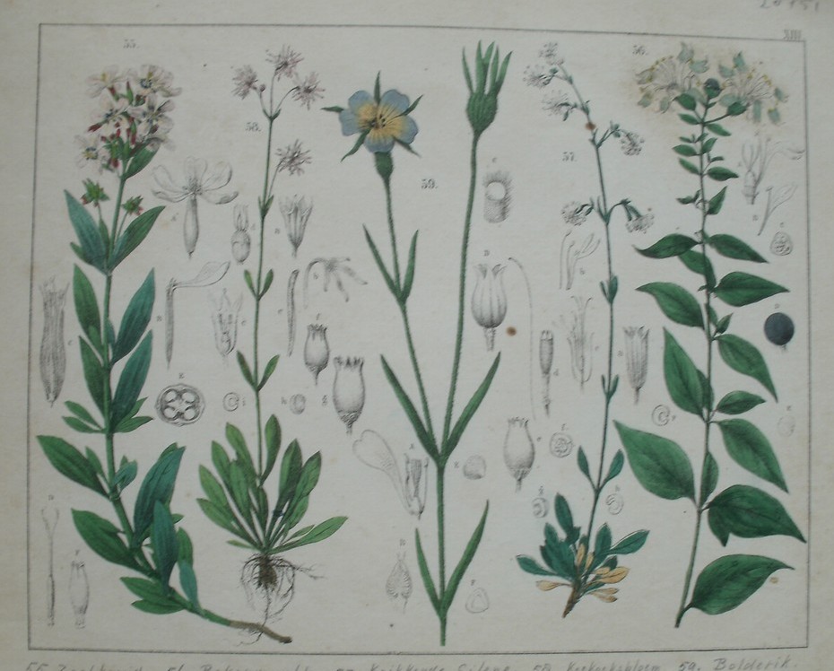 antique print (prent). - Zeepkruid, bekervrucht, knikkende silene, koekoeksbloem, bolderik.