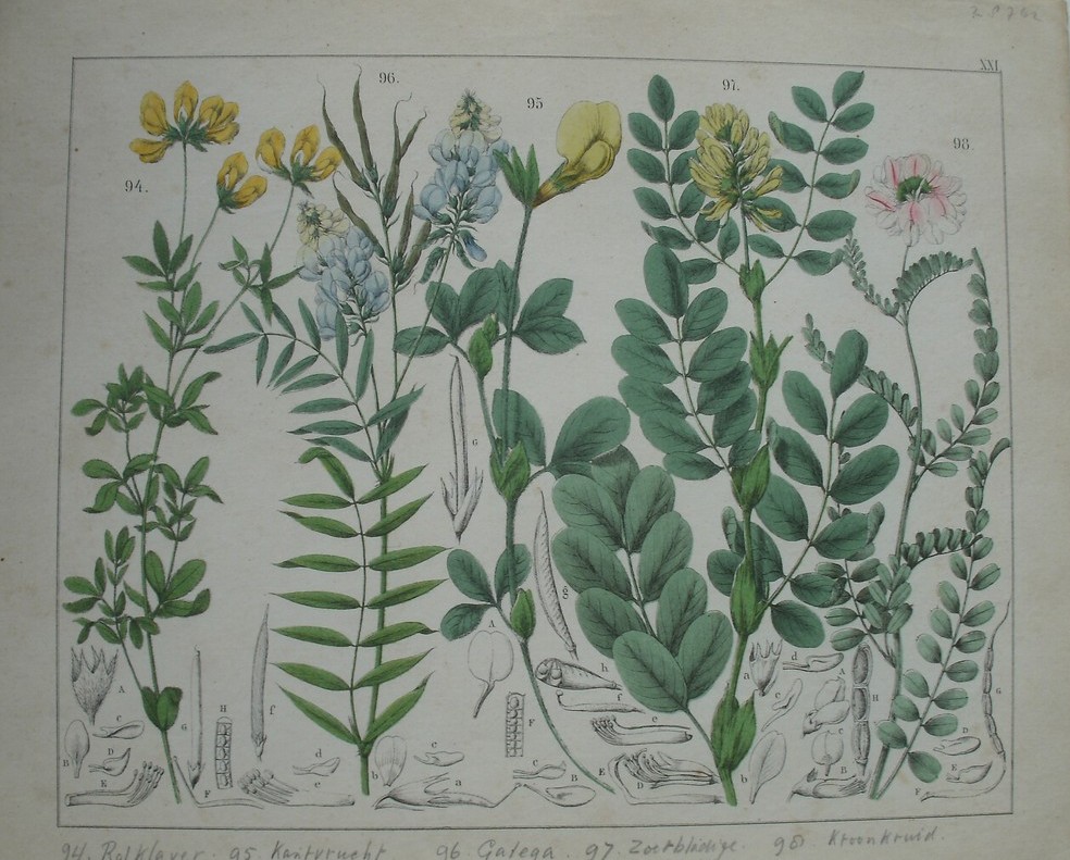 antique print (prent). - Rolklaver, kantvrucht, gatega, zoetbladige kantzaad, kroonkruid.
