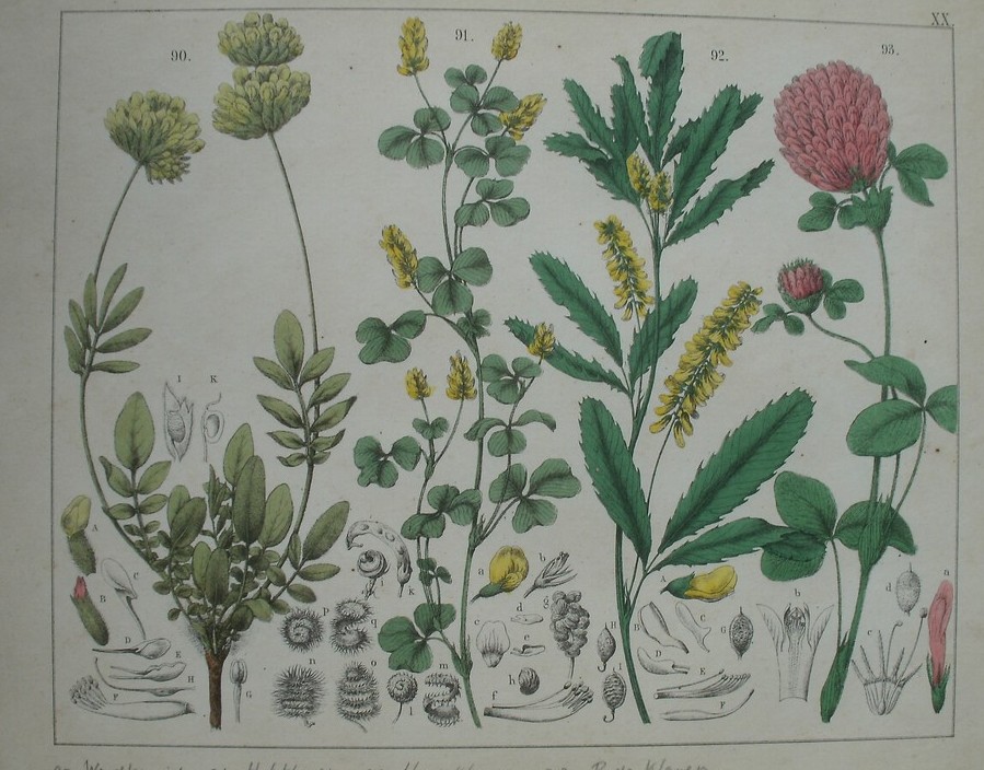 antique print (prent). - Wondkruid, hopklaver, honigklaver, rode klaver.