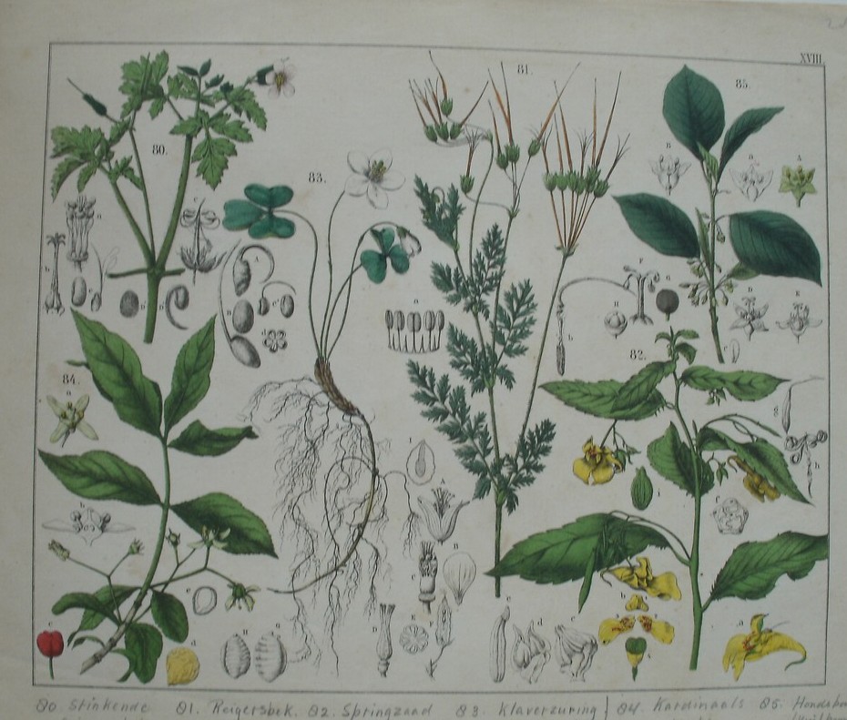 antique print (prent). - Stinkende ooievaarsbek, reigersbek, springzaad balsemien, klaverzuring, kardinaalsmuts, hondeboom.