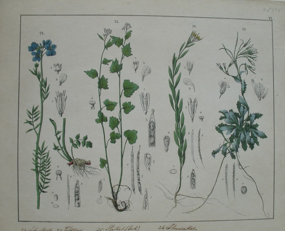 antique print (prent). - Scheefkelk, Raket (look), steenraket. hondeboom.