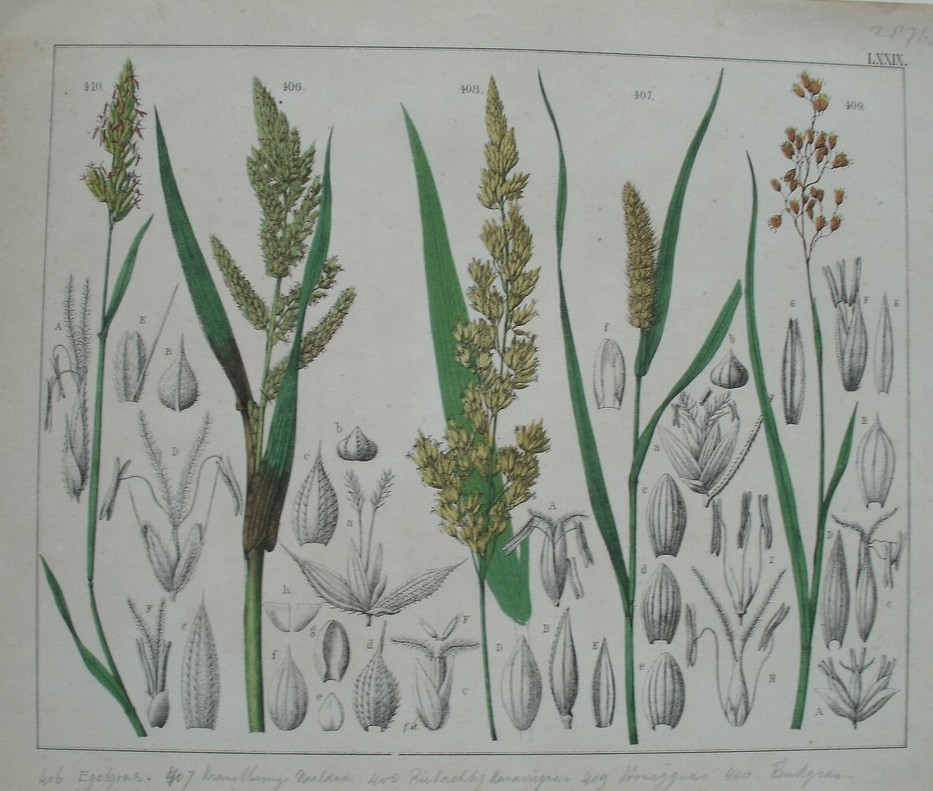 antique print (prent). - Egelgras, rietachtig kanariegras, honiggras, reukgras.