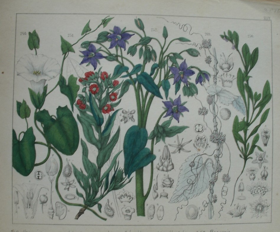 antique print (prent). - Heggewinde, warkruid, liggend scherpkruid, hondstong, bernagie.
