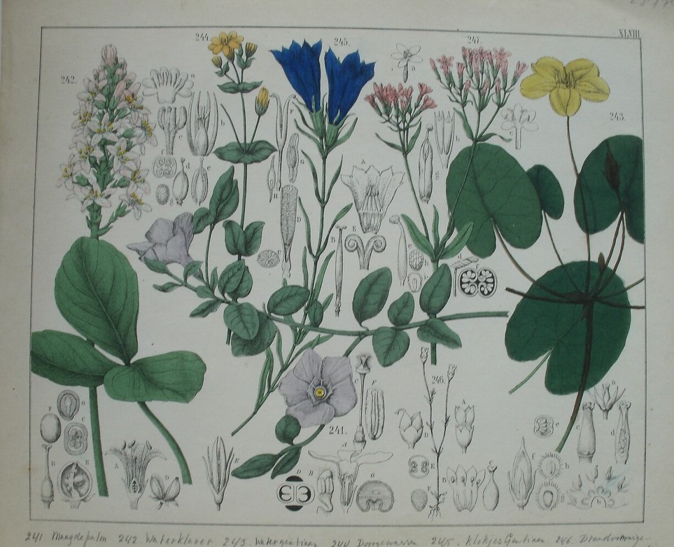 antique print (prent). - Maagdepalm, waterklaver, watergentiaan, doorgewassen chlora, klokjesgentiaan, cicendia, duizendguldenkruid.