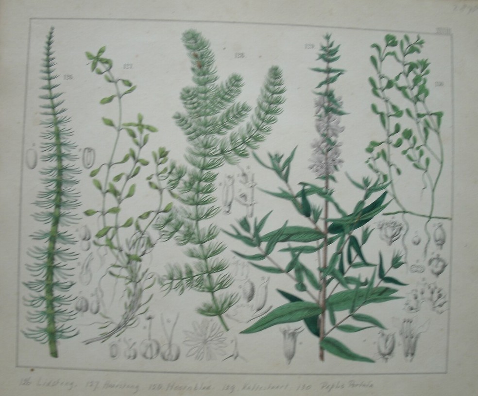 antique print (prent). - Lidsteng, haarsteng, hoornblad, kattestaart, peplis portalia.