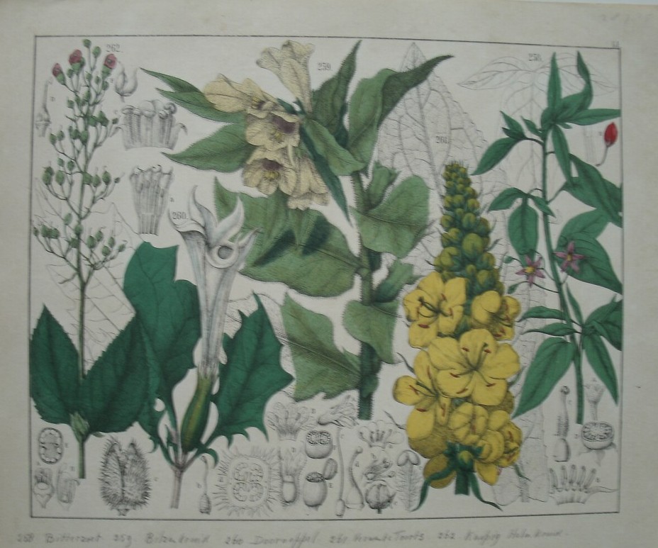 antique print (prent). - Bitterzoet, bilzenkruid, doornappel, verwante toorts, knopig helmkruid.