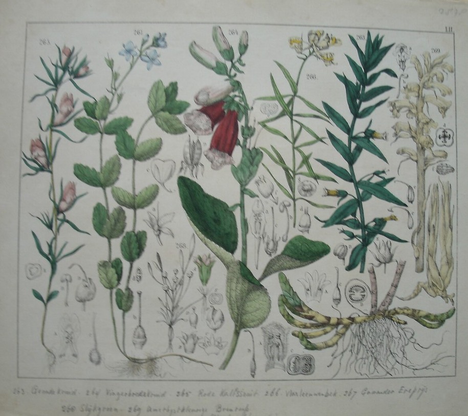 antique print (prent). - Genadekruid, vingerhoedkruid, rode kalfssnuit, vlasleeuwenbek, gamander ereprijs, slijkgroen, bremraap.