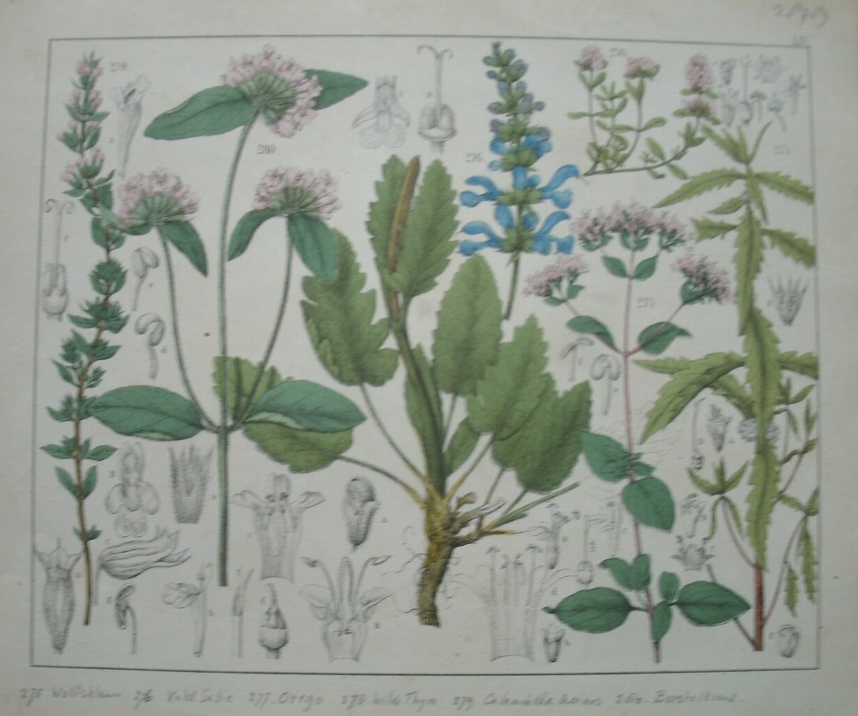 antique print (prent). - Wolfsklauw, veldsalie, orego, wilde thijm, calamintha acinos, borstelkruid.
