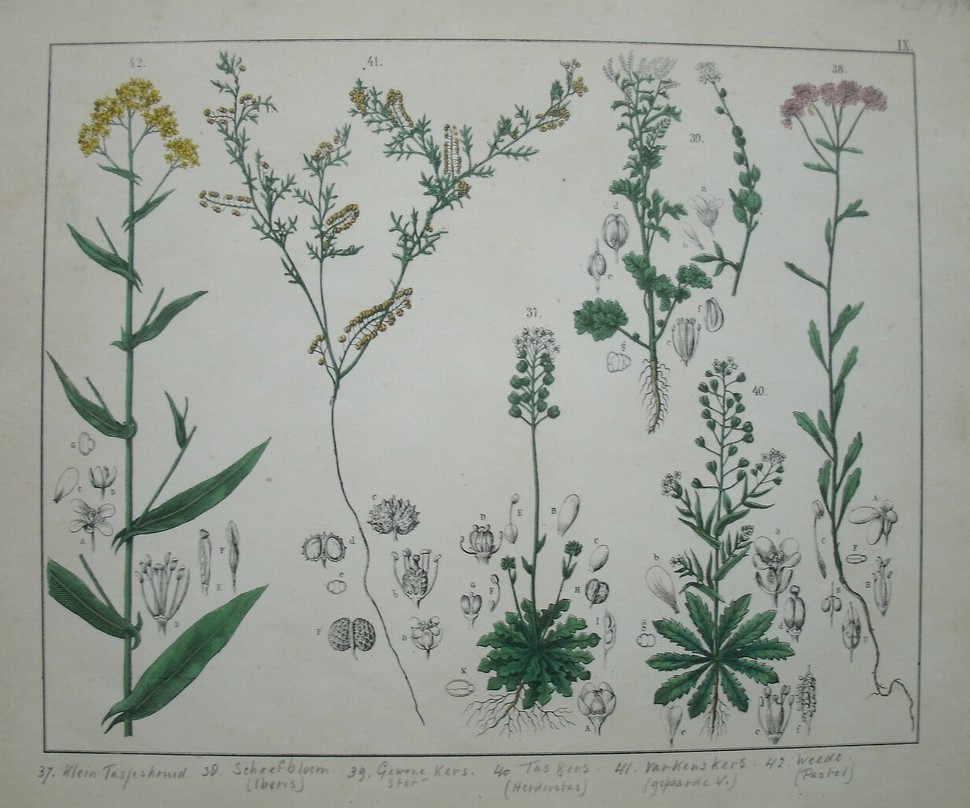 antique print (prent). - Klein tasjeskruid, scheefbloem, gewone kers, taskers, varkenskers, weede.