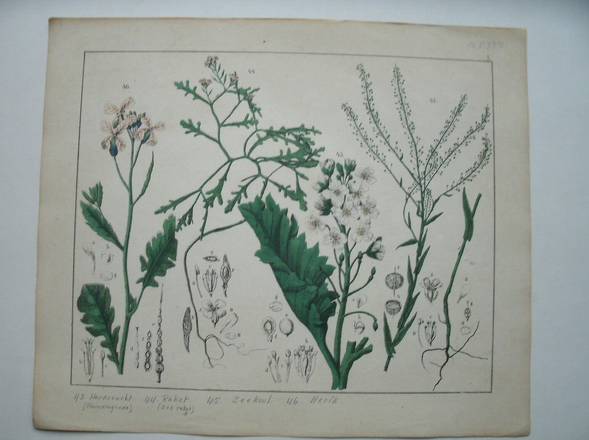 antique print (prent). - Hardvrucht, raket, zeekool, herik.