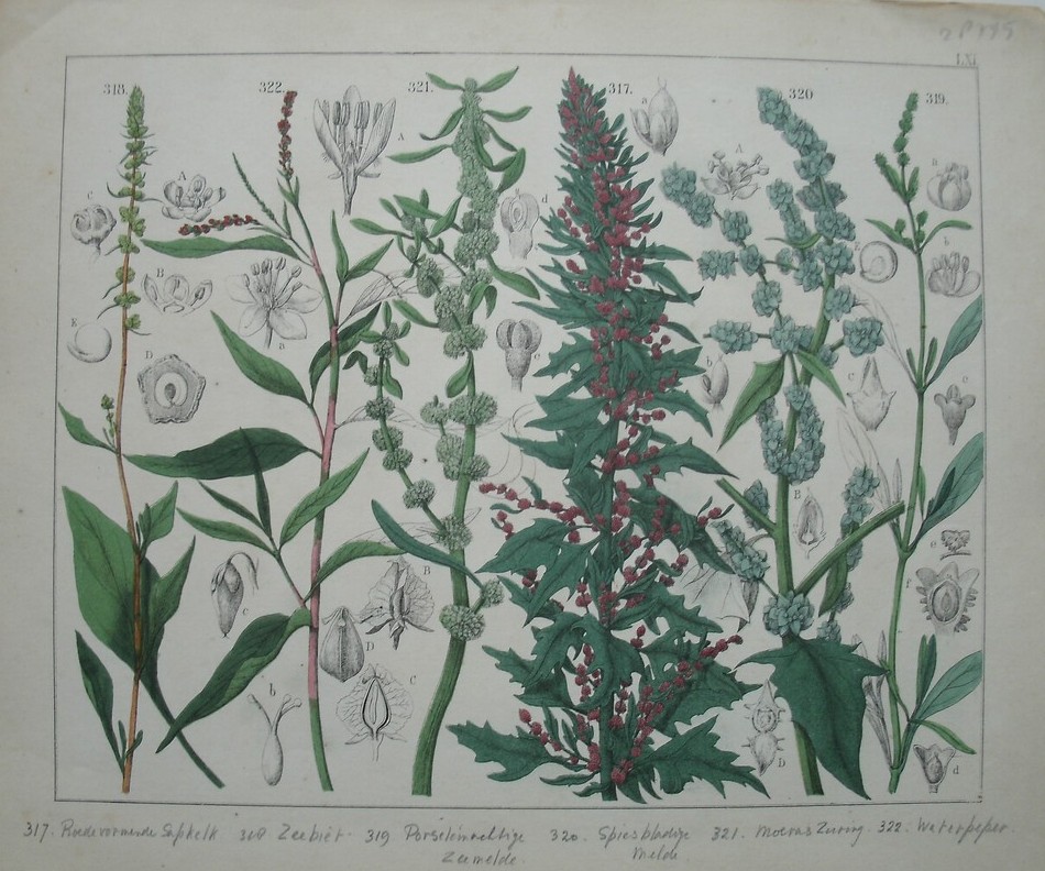 antique print (prent). - Roedevormende sapkelk, zeebiet, porseleinachtig zamelde, melde, moeraszuring, waterpeper.