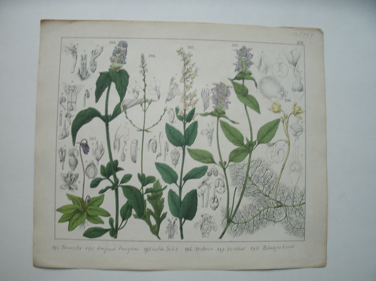 antique print (prent). - Brunelle, kruipend zenegroen, verbera, vetblad, blaasjeskruid.