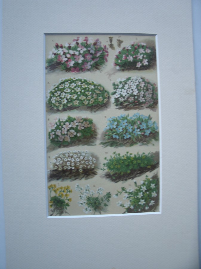 antique print (prent) - Alpenblumen. Alpine flowers. Alpenbloemen.