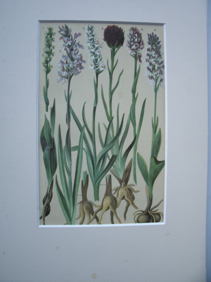 antique print (prent) - Alpenblumen. Alpine flowers. Alpenbloemen.