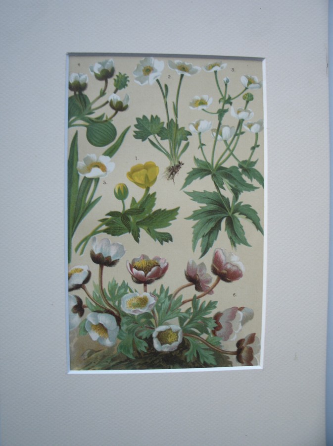 antique print (prent) - Alpenblumen. Alpine flowers. Alpenbloemen.