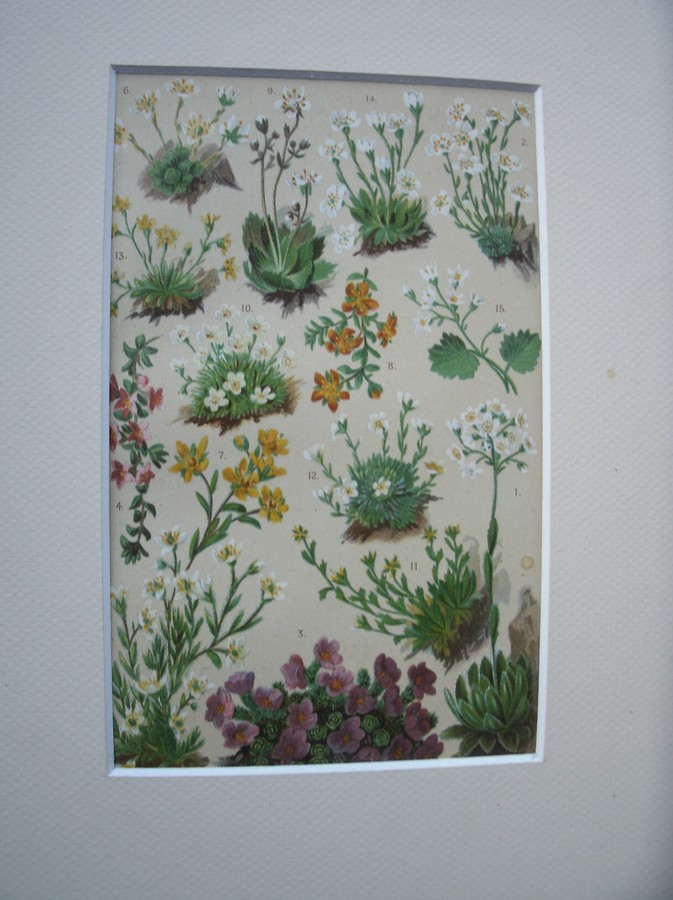 antique print (prent) - Alpenblumen. Alpine flowers. Alpenbloemen.