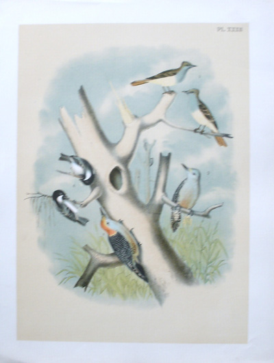 antique print (prent). - Vogels. Birds.