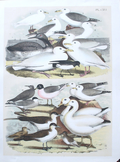 antique print (prent). - Vogels. Birds.