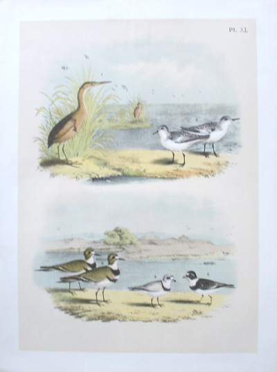 antique print (prent). - Vogels. Birds.