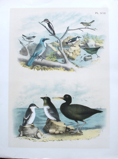antique print (prent). - Vogels. Birds.