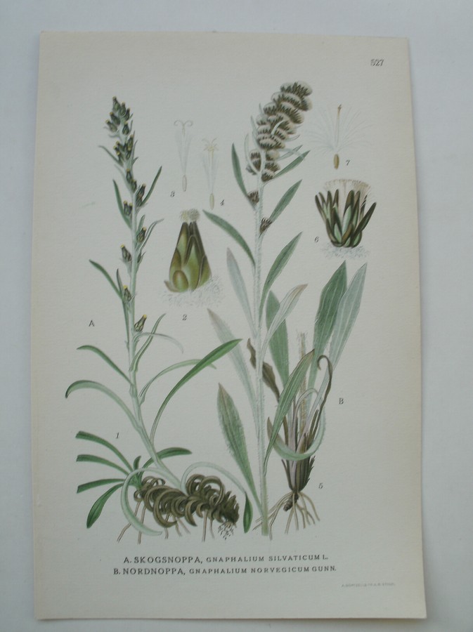 antique print (prent) - Skogsnoppa, Gnaphalium silvaticum L. Nordnoppa, Gnaphalium norvegium gunn.