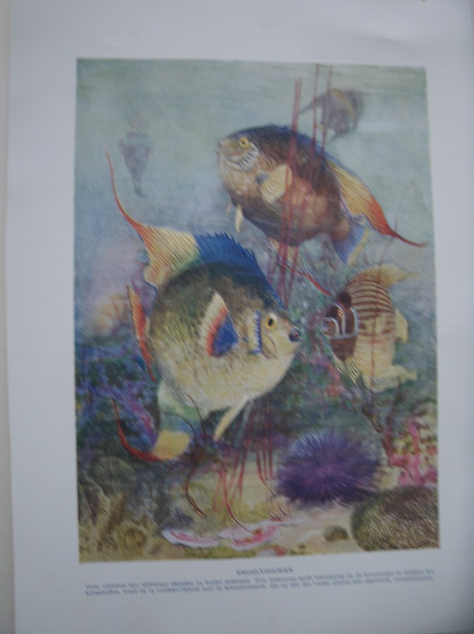 antique print (prent) - Engelvissen. Engelvisschen.