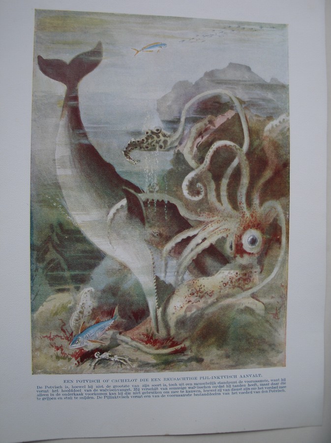 antique print (prent) - Een potvisch of cachelot die een reusachtige pijl-inktvisch aanvalt.
