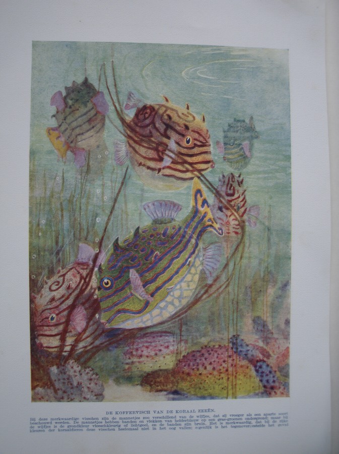 antique print (prent) - De koffervisch van de koraal zeeen.