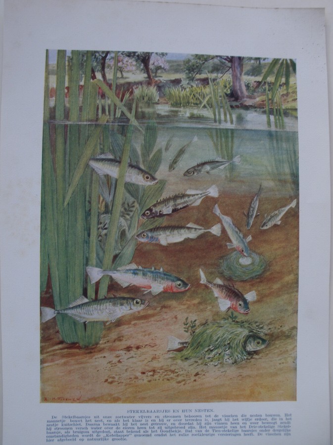 antique print (prent) - Stekelbaarsjes en hun nesten.