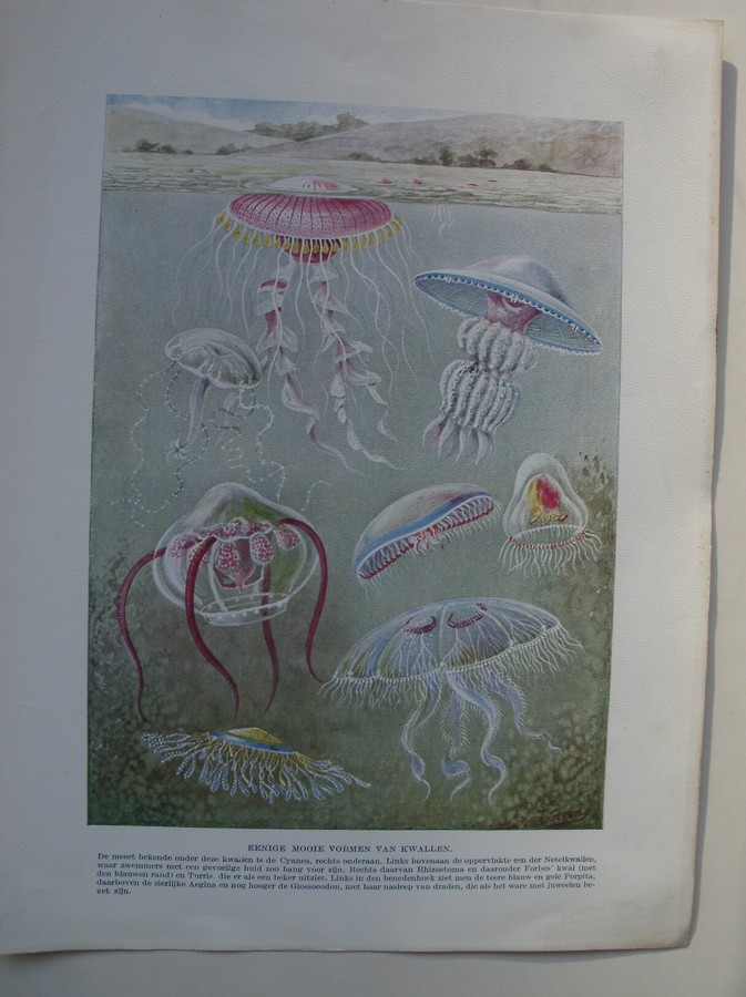 antique print (prent) - Eenige mooie vormen van kwallen.