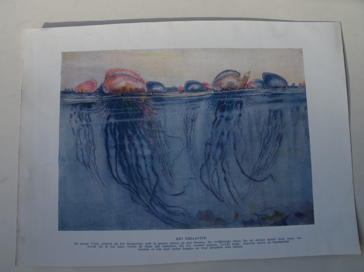 antique print (prent) - Het bezaantje.