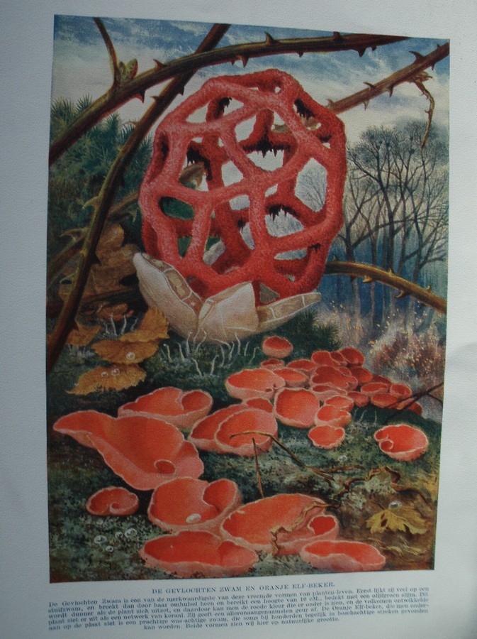 antique print (prent) - De gevlochten zwam en oranje elf beker.