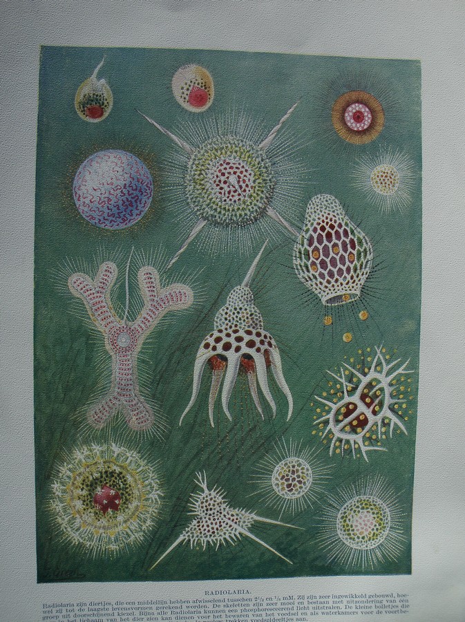 antique print (prent) - Radiolaria.