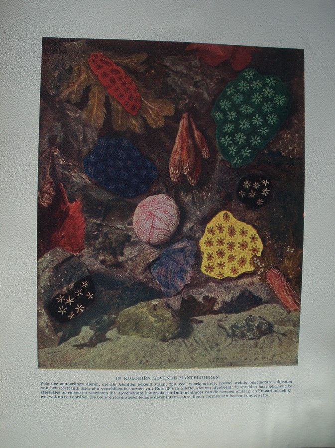 antique print (prent) - In kolonien levende manteldieren.