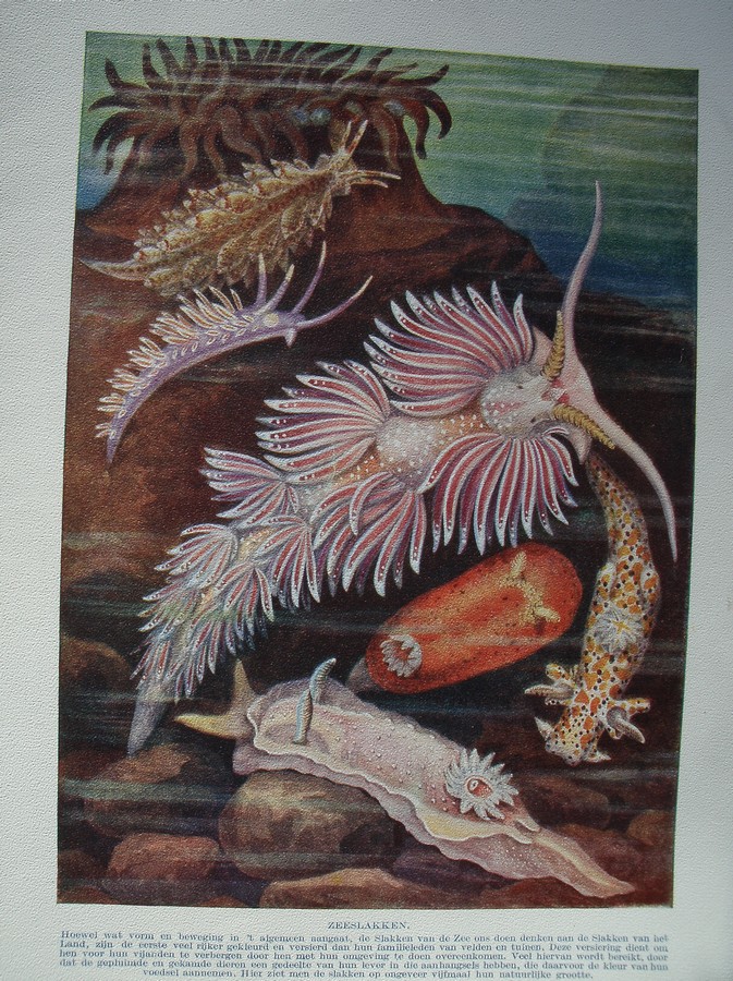 antique print (prent) - Zeeslakken.