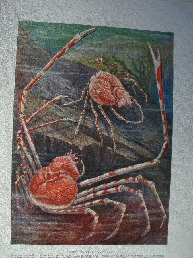antique print (prent) - Een reuzen krab van Japan.